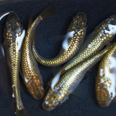 sphinx 30eggs