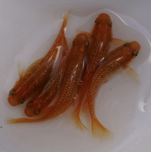 Koutei lame long fin 30eggs