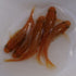 Koutei lame long fin 30eggs