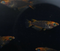 Kuramitsuha Akane 30eggs