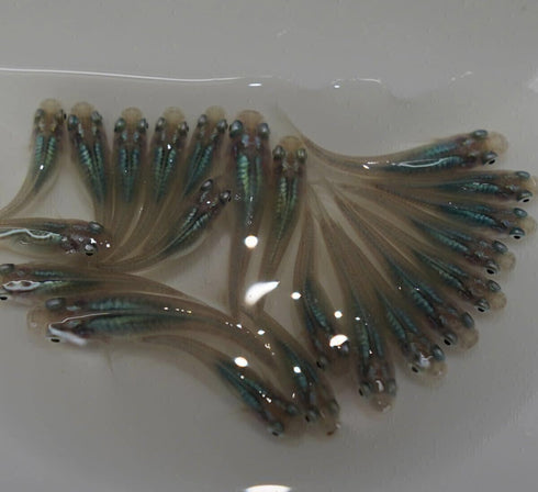 Shinkai(deep sea) 30eggs