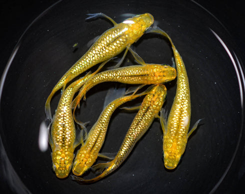 Lecris 30eggs