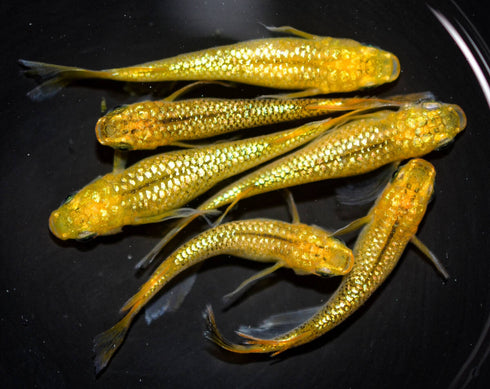 Lecris 30eggs
