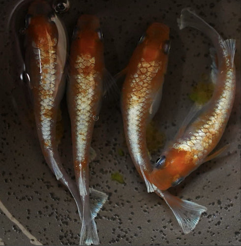 Kouhaku taigaikou 30eggs