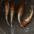 Kouhaku taigaikou 30eggs