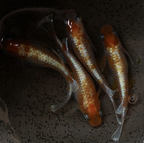Kouhaku taigaikou 30eggs