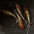 Kouhaku taigaikou 30eggs