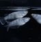 White tiger Daiya earth eye 30eggs (rare breed)