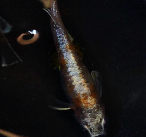 Benioiran 30eggs