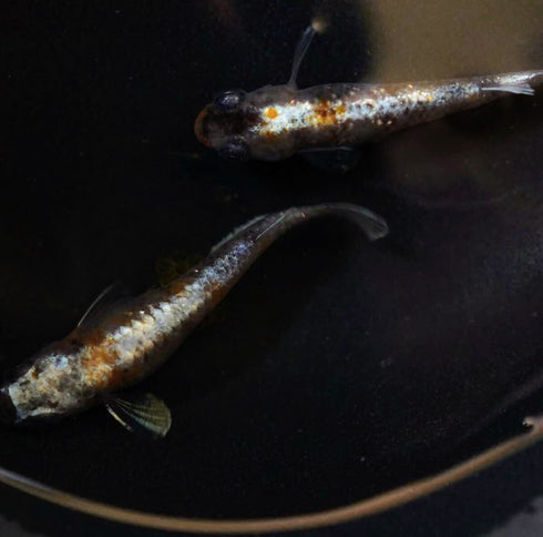 Benioiran 30eggs