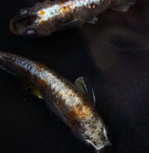 Benioiran 30eggs