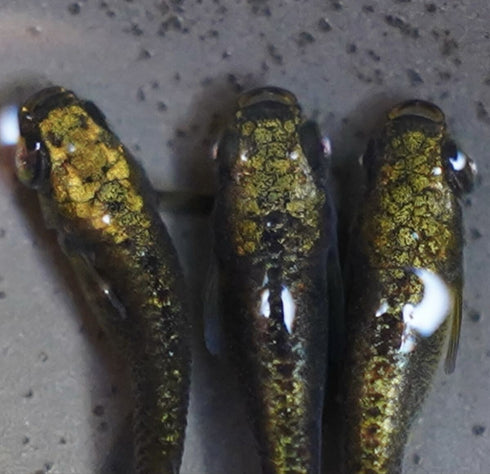 Metal alien (rare species) 20eggs